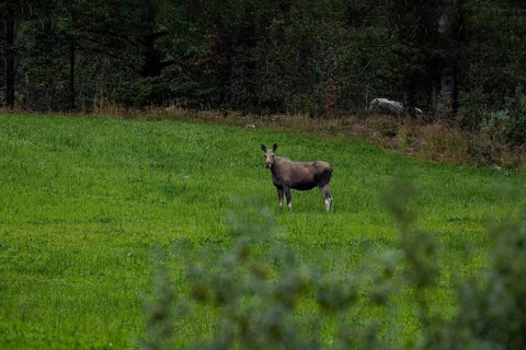 A moose stands alone in a green meadow against a backdrop of dense woodland, female moose (Alces