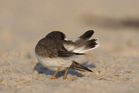 Common Ringed Plover (Charadrius hiaticula), Schleswig-Holstein, Germany