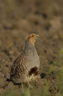 Grey Partridge (Perdix perdix) male, Lake Neusiedl, Austria