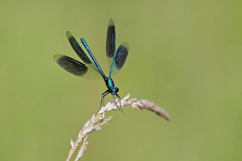 Banded demoiselle (Calopteryx splendens), male approaching a blade of grass, Switzerland