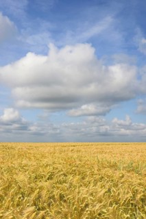 View over a grain field, barley (Hordeum vulgare), blue cloudy sky, North Rhine-Westphalia, Germany