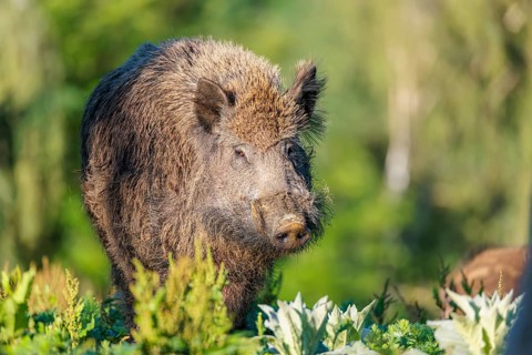 Portrait of a male wild boar (Sus scrofa) standing on a hill in a green clearing on a sunny morning