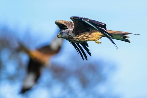 Red Kite, Milvus milvus, bird in flight