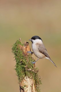A marsh tit (Parus palustris) perched on moss-covered deadwood, Wilnsdorf, North Rhine-Westphalia,