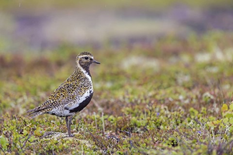 Golden plover, (Pluvialis apricaria), Charadrius apricaria, animals, birds, plover, plover family,