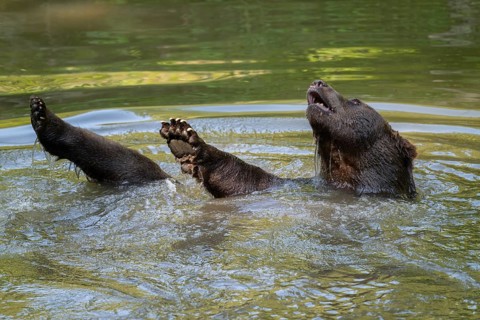 Brown bear (Ursus arctos) bathing in a pond, captive, Bavarian Forest National Park, Bavaria,