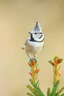 Crested Tit (Parus Scalloped ribbonfish) sitting on a spruce top, Wildlife, Animals, Birds,