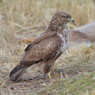 Common buzzard (Buteo buteo), perched in a meadow, Wilnsdorf, North Rhine-Westphalia, Germany