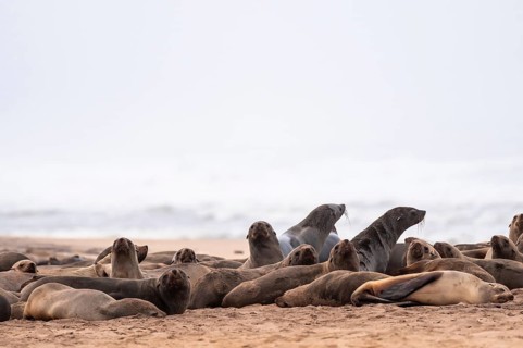Group of dwarf fur seals (Arctocephalus pusillus) on the beach, Atlantic coast, Namib Naukluft