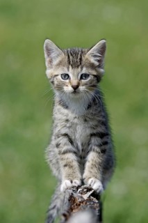 Domestic cat, Germany, tiger kitten sitting attentively on a piece of wood, green meadow in the