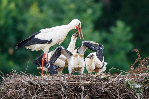 White Stork (Ciconia ciconia) feeding young in nest, North Rhine-Westphalia, Germany