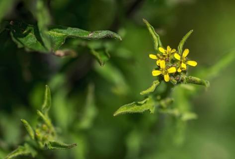 Brassicaceae, arugula, common arugula, cruciferous vegetables, sisymbrium officinale, garlic,