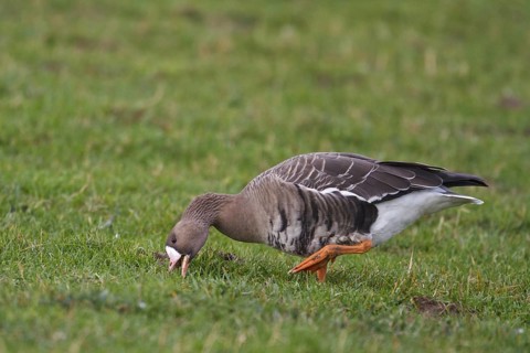 Greater White-fronted Goose (Anser albifrons) foraging, North Rhine-Westphalia, Germany