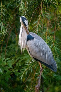 Ardea cinerea, heron, gray heron, birds, ciconiiformes, high size, portrait, heron, walking birds,