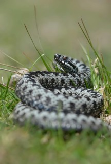 European adder, European viper, venomous snake, vipera berus, critters, poisonous, high size,