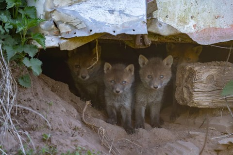 Young foxes in an urban environment, Rhineland-Palatinate, Germany