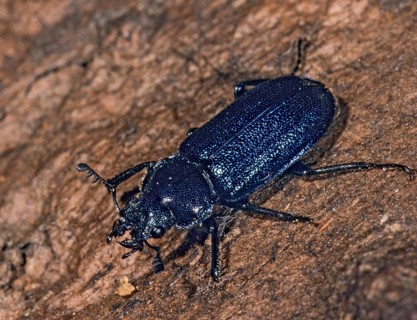 Blue stag beetle, small deer beetle, Platycerus caraboides, beetle, insects, beetles