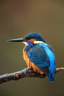 A kingfisher rests peacefully on a branch against a natural, blurred background, kingfisher (Alcedo