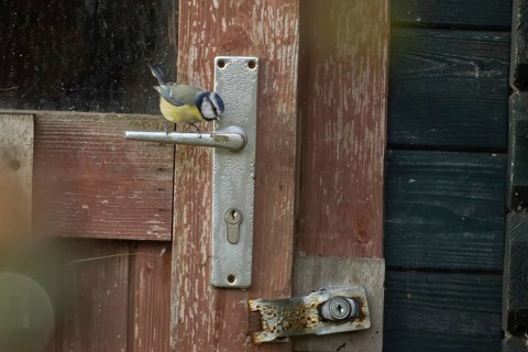 Blue tit (Cyanistes Caeruleus) adult bird on a garden shed door handle, Suffolk, England, United