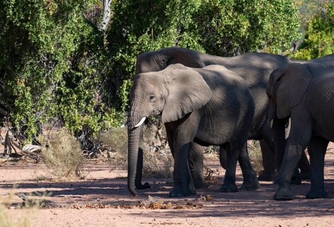 Herd of African elephants (Loxodonta africana), desert elephants, riverbed of the Ugab River,