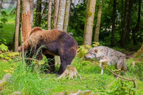 A eurasian grey wolf (Canis lupus lupus) attacks an european brown bear (Ursus arctos arctos)