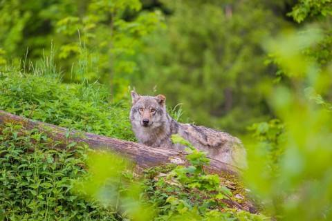 A male Eurasian gray wolf (Canis lupus lupus) stands on a hill, behind a rotting tree lying on the