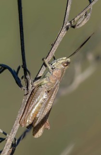 Acrididae, Brandenburg, Caelifera, Chorthippus dorsatus, Germany, field locusts, gomphocerinae,