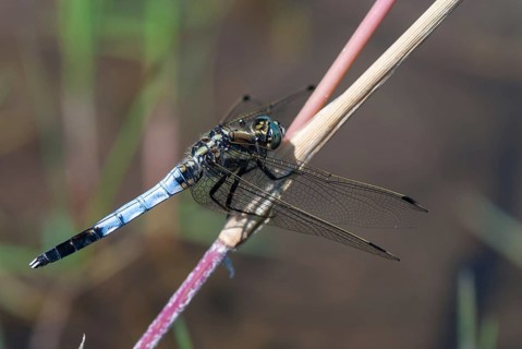 Eastern blue arrow, orthetrum albistylum, white-tailed skimmer, anisoptera, damselflies,