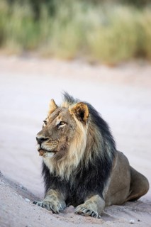 Lion (Panthera leo). Black-maned Kalahari male. Resting on a gravel road. Kalahari Desert,