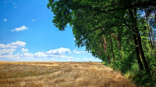 A wide field under a blue sky with clouds and a forest edge full of green trees, summer, Rödental,