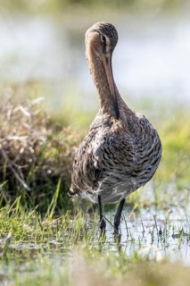Black-tailed godwit (Limosa limosa), Lower Saxony, Germany