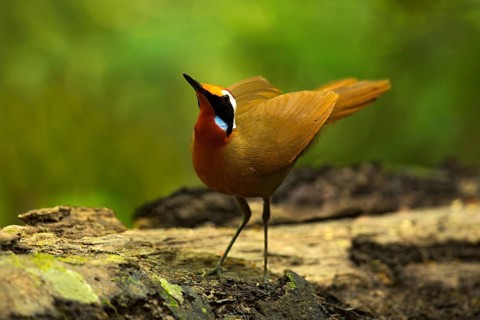 Rail-babbler (Eupetes macrocerus), Pahang, Malaysia