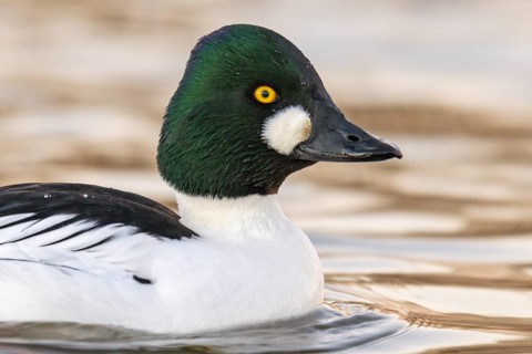 Common Goldeneye (Bucephala clangula) male, Arizona, USA