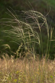 Dwarf feathergrass, hairtail grass, hairy feathergrass, pingrass, poaceae, stipa capillata, sweet