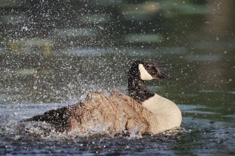 Canada goose (Branta canadensis) bathing, North Rhine-Westphalia, Germany