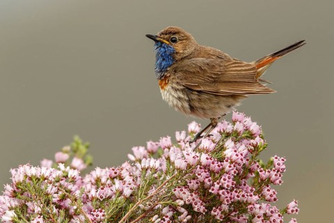 Bluethroat (Luscinia svecica), perched, Castile and Leon, Spain