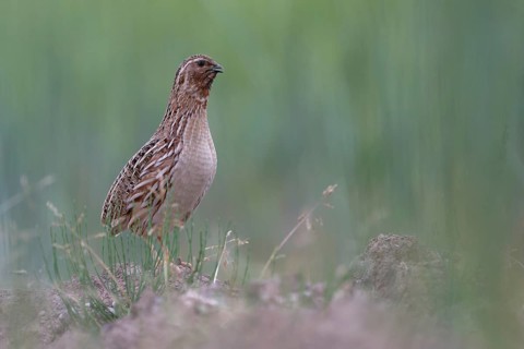 Common Quail (Coturnix coturnix), Saxony, Germany