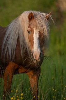 A brown horse eats grass in a green field. There are yellow flowers all around him. The sun is low