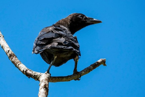 A carrion crow (Corvus corone) perched on a branch, Hinterstein, Bad Hindelang, Oberallgäu, Allgäu,