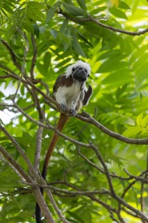 One cotton-top tamarin (Saguinus oedipus)is sitting in a tree. A forest with green leaves in the