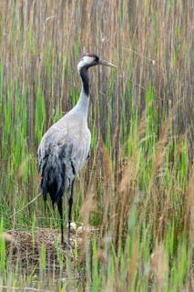Brandenburg, Crane, Germany, Grus Grus, Crane, Nabu, Nabu Project, National Natural Heritage,