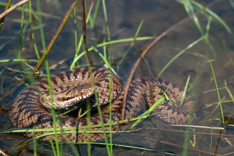 European adder, European viper, venomous snake, vipera berus, critters, poisonous reptilia,