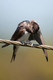 Delichon urbica, house martin, house martins, birds, plumage care, adolescent, high size, portrait,