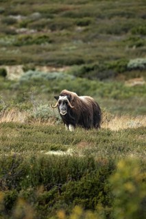 A musk ox with curved horns stands in a meadow dotted with bushes in the open countryside, musk ox