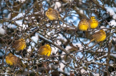 Emberiza Citrinella, Yellowhammer, Yellowhammer, Birds, Male, Meadow Orchard, Male, Passeri, Snow,