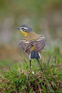 Motacilla flava, sheeptail, western yellow wagtail, yellow wagtail, birds, plumage care, high size,