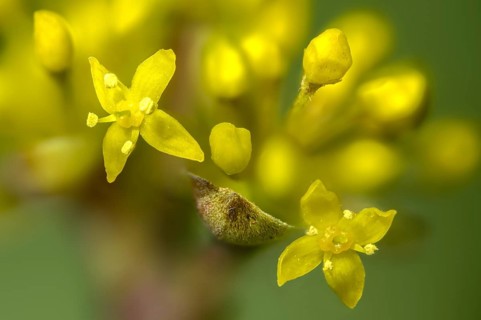 Cornaceae, cornus mas, dürlitz, European cornel, dogwood family, herlitze, hirlnut, cornelian,