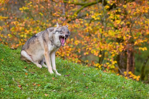 An adult male eurasian gray wolf (Canis lupus lupus) sits on a green meadow on hilly terrain. A