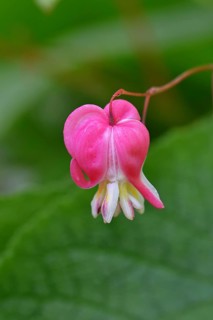 Watering Heart (Lamprocapnos spectabilis), flower in a garden, Wilnsdorf, North Rhine-Westphalia,