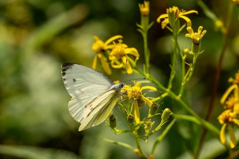 Close-up of a Small white (Pieris rapae) on Jacob's ragwort (Jacobaea vulgaris, syn.: Senecio
